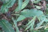 Lagenandra ovata (L.) Thwaites